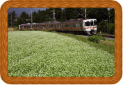 蕎麦の花と飯田線 